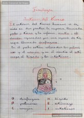 Mostres de tipus textuals. Resulta molt interessant, per la seva modernitat, destacar la gran diversitat de tipus de text que feia treballar Josep Albagés als seus alumnes per donar-los un domini dels diferents registres de llenguatge. S’hi poden llegir cartes, actes, esqueles, felicitacions, factures, oficis, comandes, certificats, anuncis, etc. (Arxiu Comarcal del Bages)